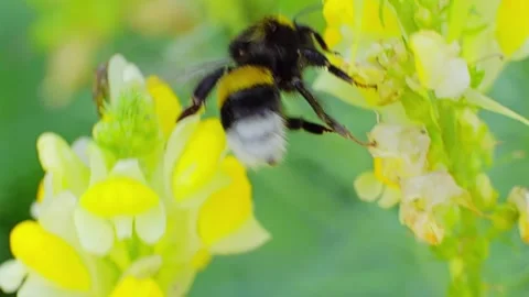 A bee feeding on a flower at spring closeup slow motion 스톡 동영상 296098425