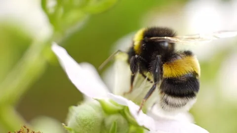 A bee feeding on a flower at spring closeup slow motion 스톡 동영상 296098554
