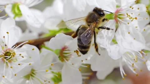 A bee feeding on a flower at spring closeup slow motion Видео 296171223