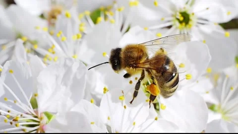 A bee feeding on a flower at spring closeup slow motion 스톡 동영상 296171669