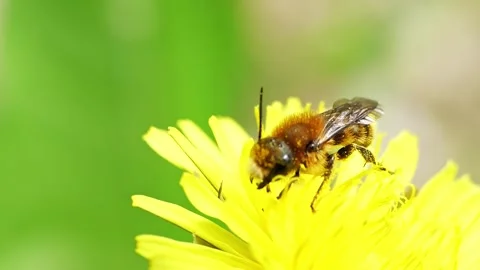 A bee feeding on a flower at spring closeup slow motion 스톡 동영상 296171673