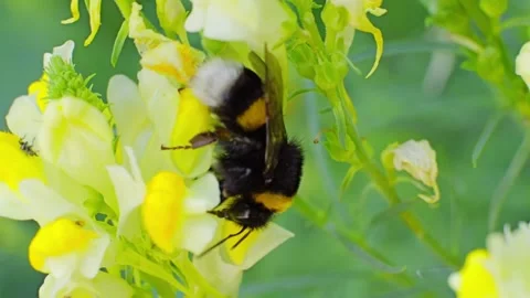 A bee feeding on a flower at spring closeup slow motion 스톡 동영상 296178337
