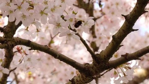 A bee feeding on flowers Video stock 105610044