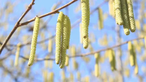 Bee feeding on hazelnut pollen and nectar _1 Stock Footage 1218486