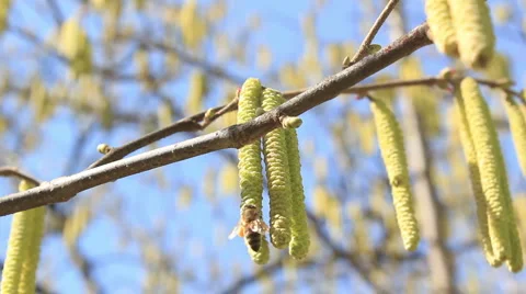 Bee feeding on hazelnut pollen and nectar _2 Stock Footage 1218537