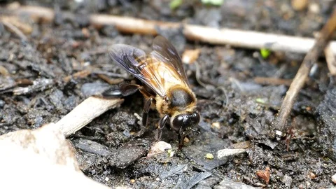 Bee feeding mineral on ground. Stock Footage 75286440