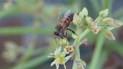 Bee Feeding on Nectar During Avocado Pollination Video stock 347994246