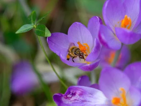 Bee feeding on nectar Foto stock