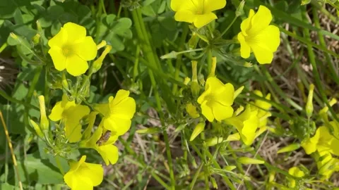 Bee feeding off the plants. Stock Footage 210267378