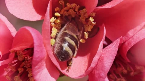A bee feeding on red flowers at spring closeup slow motion 스톡 동영상 271508415