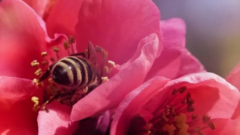 A bee feeding on red flowers at spring closeup slow motion 스톡 동영상 271511469