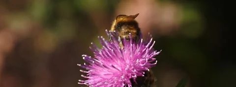 Bee feeding in slow motion 400 fps Stock Footage 139099381