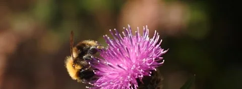 Bee feeding in slow motion 400fps then take off and flight Stock Footage 139097949