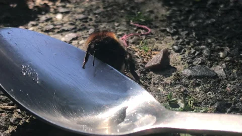 Bee feeding from spoon with sugar and water Stock Footage 161921623