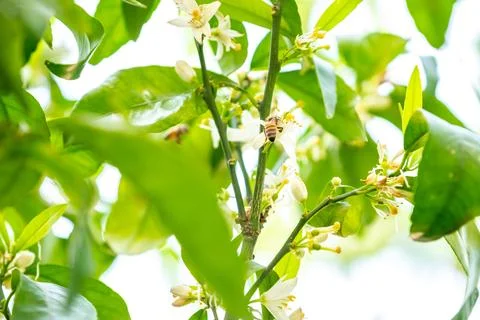 Bee feeding on tree flower Stock Photos