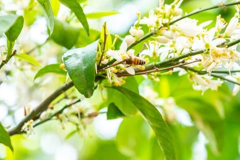 Bee feeding on tree flower Stock Photos