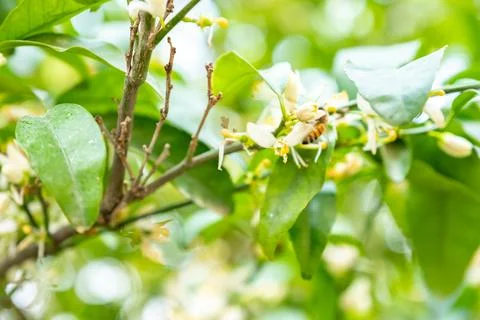 Bee feeding on tree flower Stock Photos