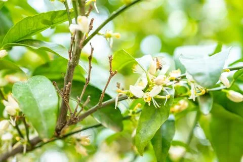 Bee feeding on tree flower Stock Photos