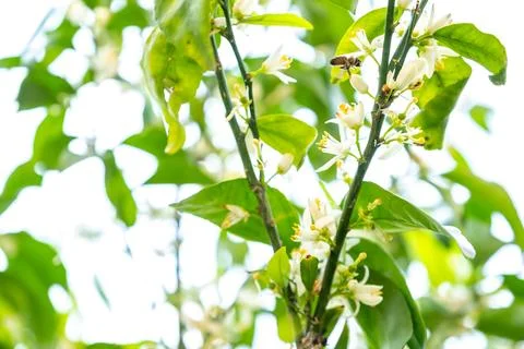 Bee feeding on tree flower Stock Photos