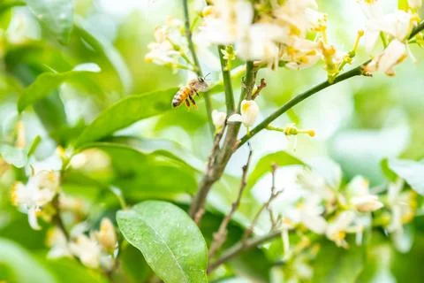 Bee feeding on tree flower Stock Photos