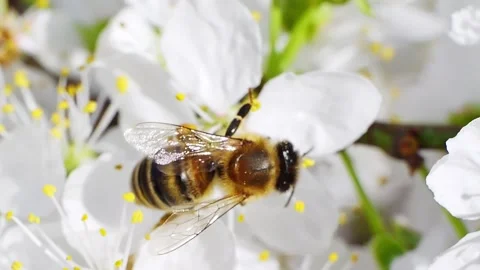 A bee feeding on white flowers at spring closeup slow motion Video stock 271505840