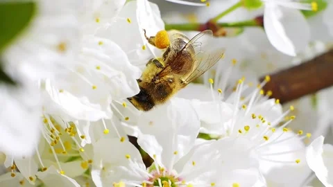 A bee feeding on white flowers at spring closeup slow motion 스톡 동영상 271505951