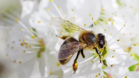 A bee feeding on white flowers at spring closeup slow motion 스톡 동영상 271506024