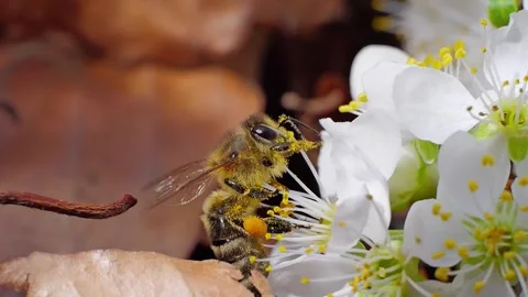 A bee feeding on white flowers at spring closeup slow motion 스톡 동영상 271507485