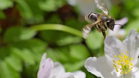 A bee feeding on white flowers at spring closeup slow motion 스톡 동영상 271508866