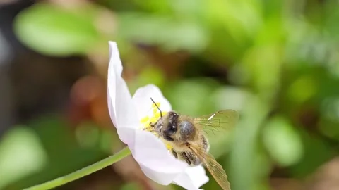 A bee feeding on white flowers at spring closeup slow motion 스톡 동영상 271508904