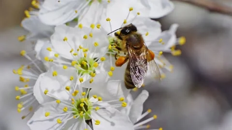 A bee feeding on white flowers at spring closeup slow motion 스톡 동영상 271513546