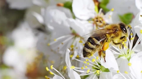 A bee feeding on white flowers at spring closeup slow motion 스톡 동영상 271519459