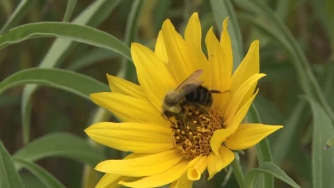 Bee feeding on yellow flower Stock Footage 83687799