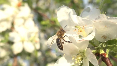 Bee feeds on an apple tree flower, close up. Slow motion, 480 fps Stock Footage 123162193