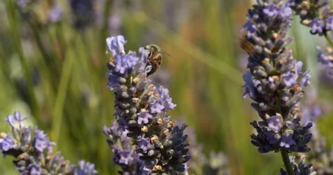 Bee feeds on lavender as other bees buzz around Stock Footage 113146975