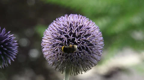 Bee feeds on nectar Globe Thistle (echinops ritro) - close up 動画素材 29212024