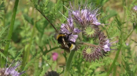 Bee feeds on nectar Phacelia, an insectary plant that attracts pollinators Stock Footage 30707452
