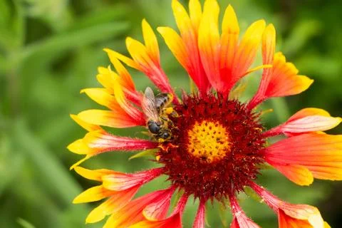 A bee feeds on nectar on an unusual flower. The petals look like a gramophone Stock Photos