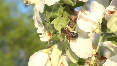Bee feeds pollen and flies away from an apple tree flower. Slow motion, 480 fps Stock Footage 123160925