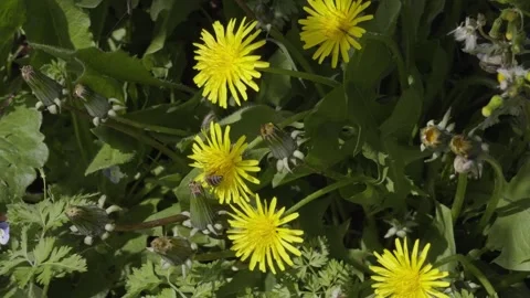 A bee feeds on pollen in a cluster of yellow dandelion wildflowers under the 動画素材 346265085