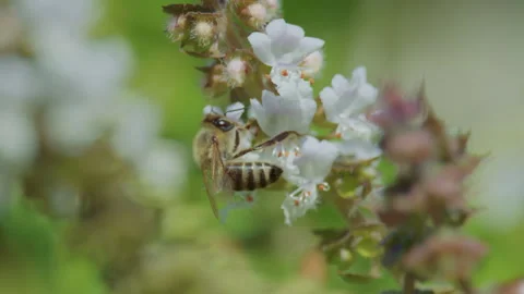 A bee feeds on small white flowers in a close-up nature shot. Stock-Footage 306719226