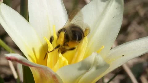 Bee that feeds on a yellow tulip Stock Footage 22341433