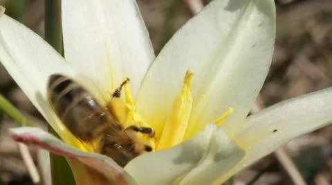 Bee that feeds on a yellow tulip Stock Footage 22341662