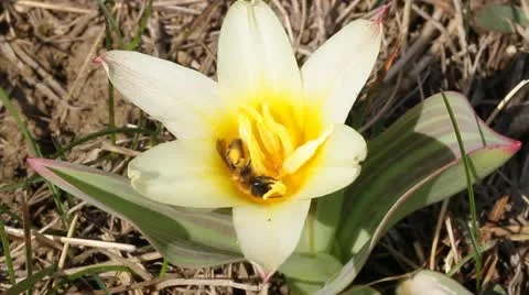 Bee that feeds on a yellow tulip Stock Footage 22341832
