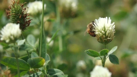 Bee in field CU Stock Footage 88394834
