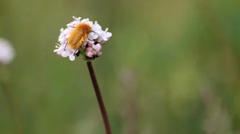 Bee on the field flower Stock Footage 5089643