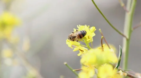 Bee on the field flower Stock Footage 5089820