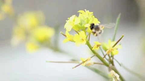 Bee on the field flower Stock Footage 5090299