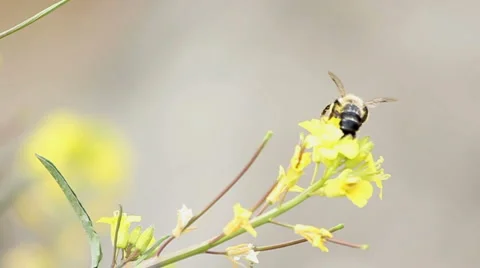 Bee on the field flower Stock Footage 5090321