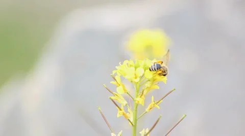 Bee on the field flower Stock Footage 5090359